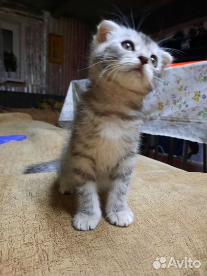 Котят