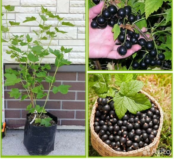 Черная смородина крупноплодная Фортуна