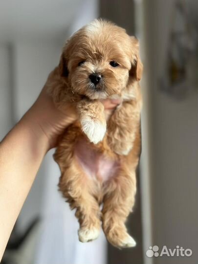 Mani maltipoo mini мальчик эксклюзив