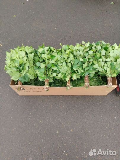 Березовые веники для бани