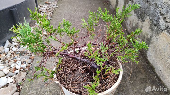 Можжевельники, Перистощетинник, гейхера, луки