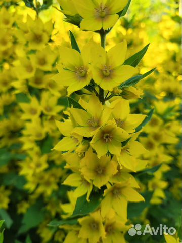 Вербена многолетняя