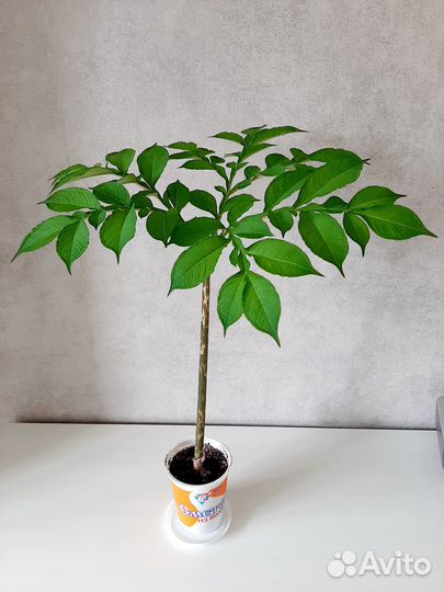 Аморфофаллус (луковица)