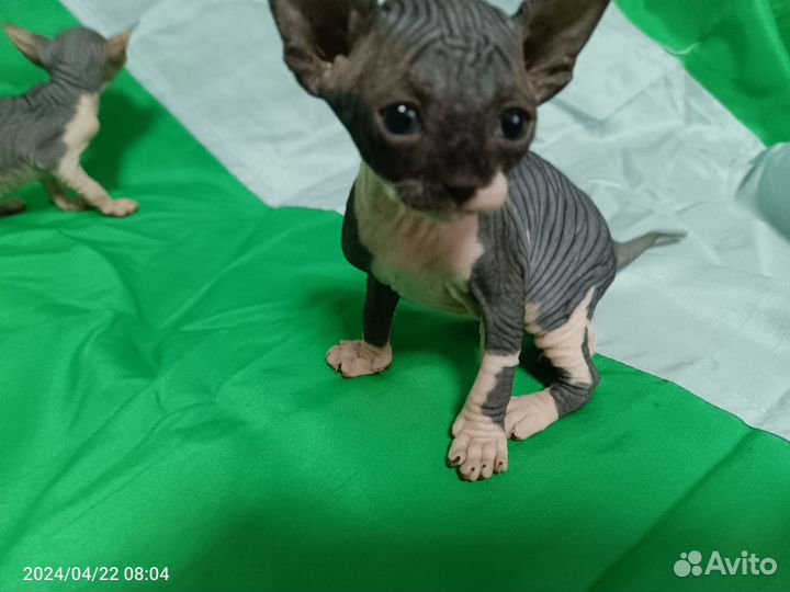 Канадский сфинкс котенок