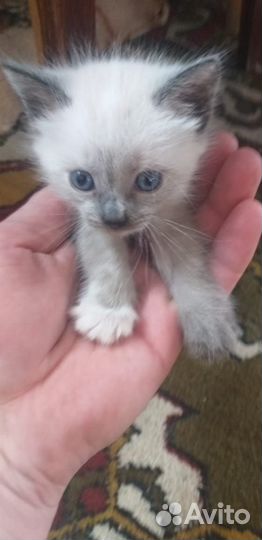 Отдам котенка в добрые руки