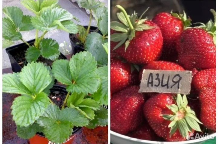 Клубника Азия,Альба,Клери