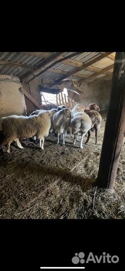 Курдючные бараны