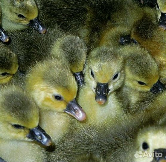 Гуси самые важные птицы