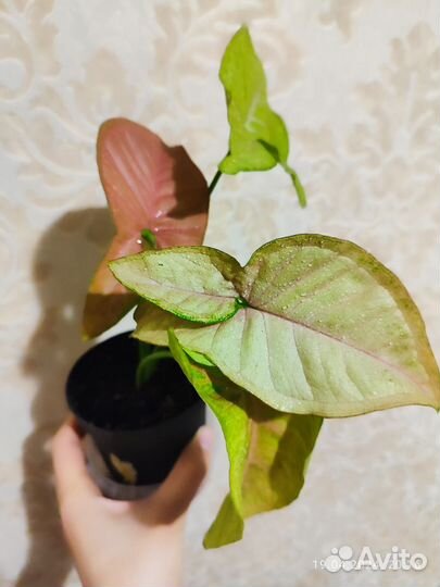 Сингониум неон пинк