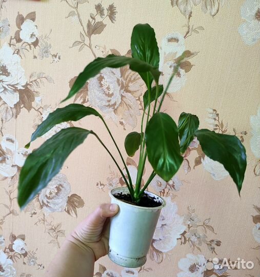 Спатифиллум, женское счастье