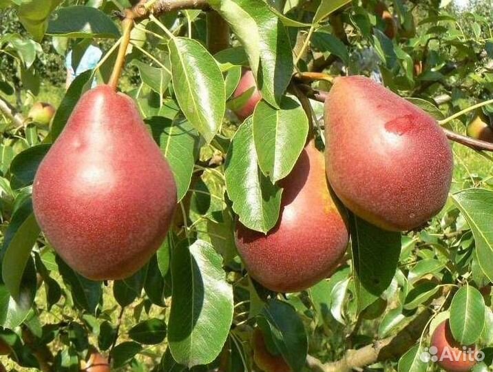 Саженцы груши Феерия