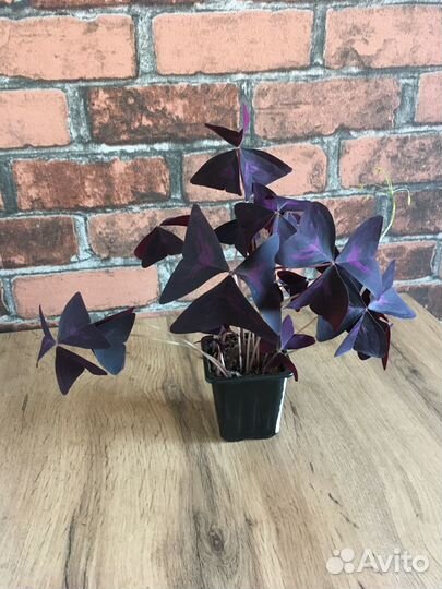 Кислица (Оксалис)