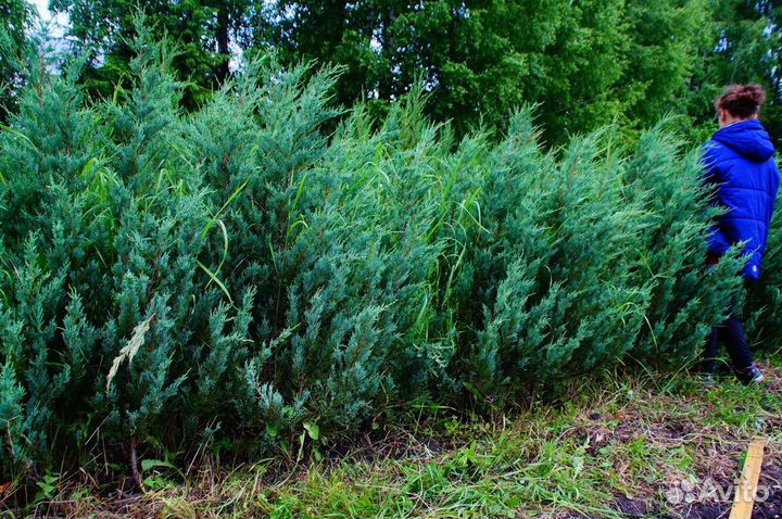 Можжевельник скальный Мунглоу 1.5м