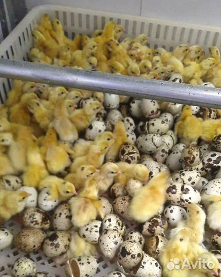 Перепела, инкубационное яйцо