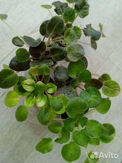 Фиалки. Детки сортовых фиалок набором