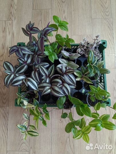 Комнатные цветы