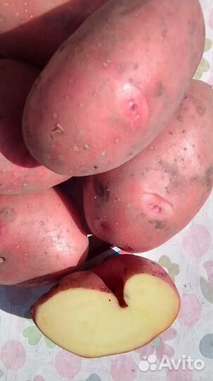 Продам картофель
