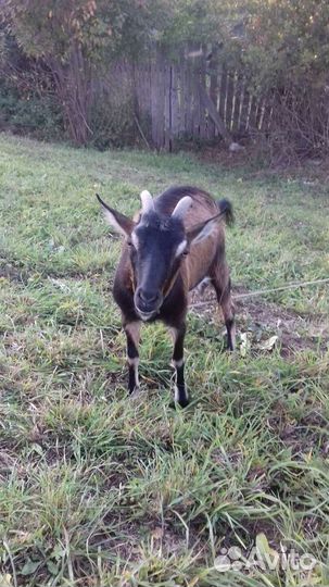 Коза дойная,теленок,7мес