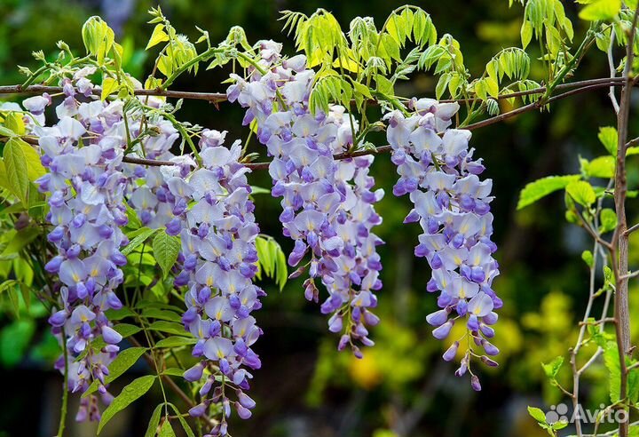 Сажанец глициния