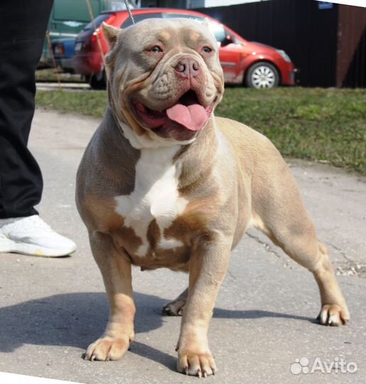 Сука Американского Булли