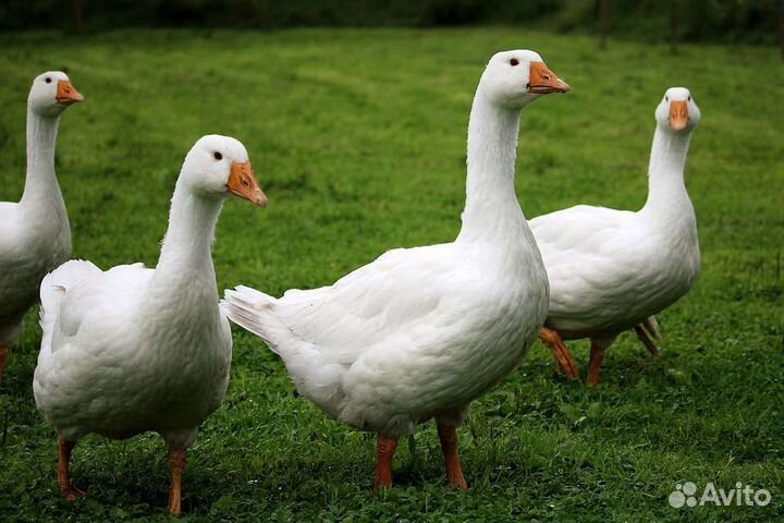 Гуси