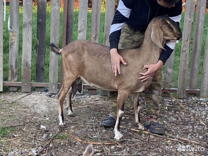 Козы нубийские и альпийские