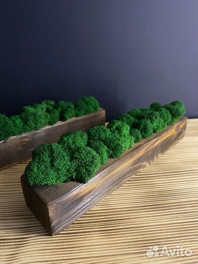 Кашпо со стабилизированным мхом