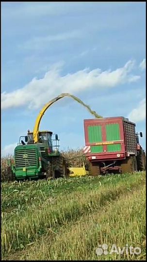 Силос кукурузный