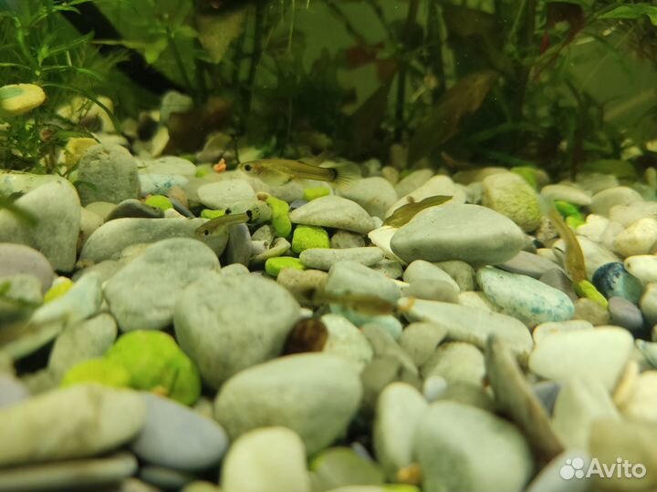 Мальки гуппи