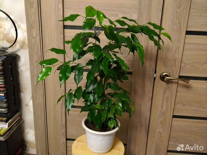 Фикус Бенджамина