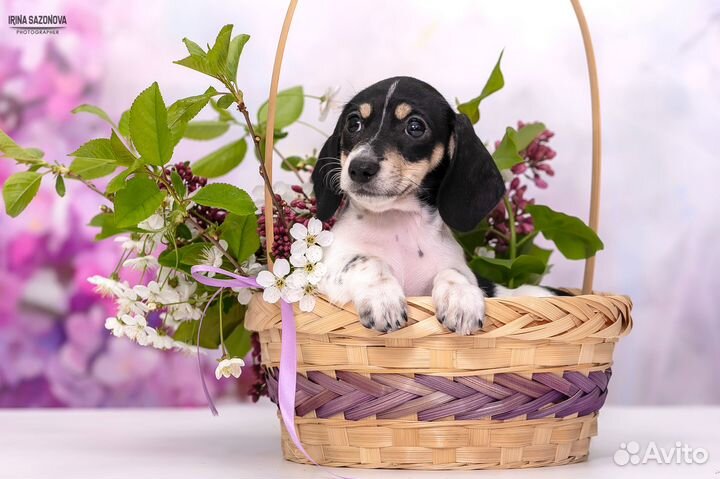 Такса девочка кроличья Пайболд