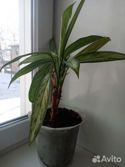 Аглаонема сильвер, цветы