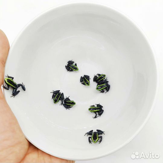 Лягушки для террариума