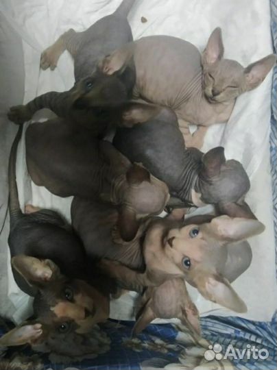 Котята сфинкс