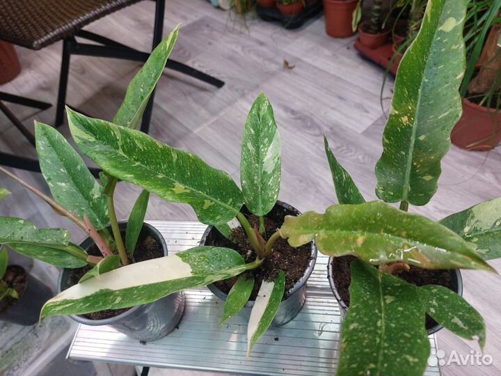 Филодондер ring ов фаер