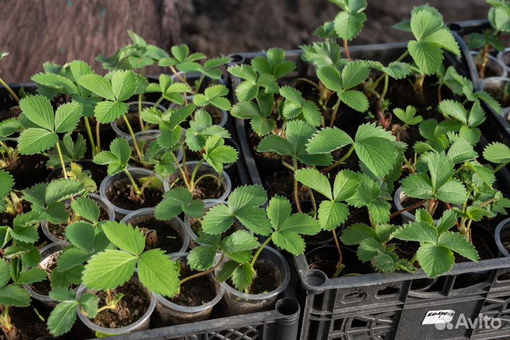 Рассада клубники. распродажа