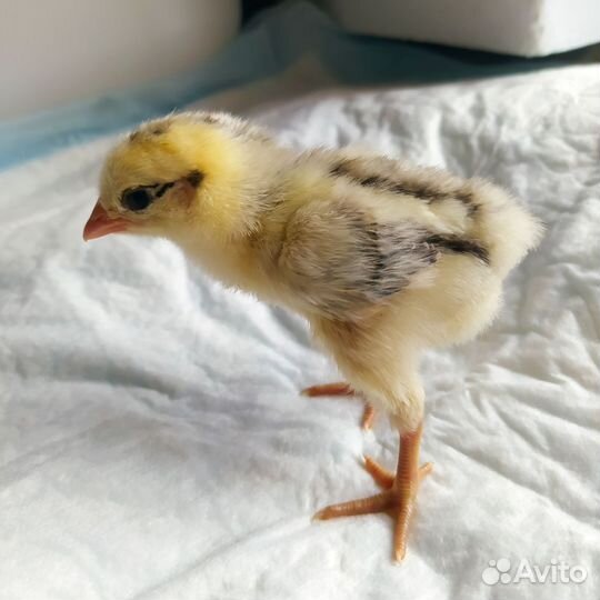 Цыплята разных пород из своих яиц