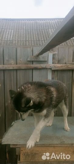 Сибирский хаски