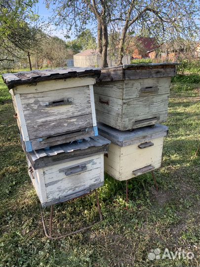 Ульи дадан 12