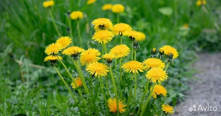 Сок из дикоросов. Крапива, лопух, сныть, одуванчик