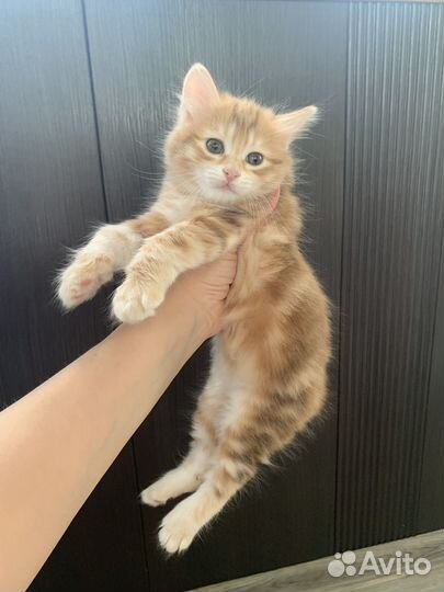 Курильский бобтейл.Котята