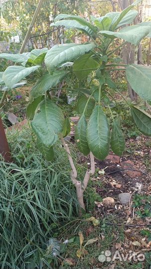 Саженцы бругмансии от 2,3,5 лет