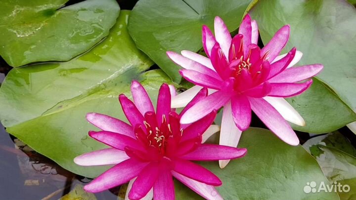 Моя коллекция Нимфей, (волянная лилия)