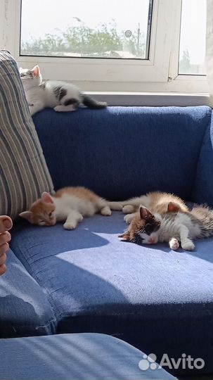Котятки в добрые руки