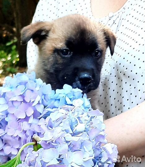 Отдам В добрые руки щенков