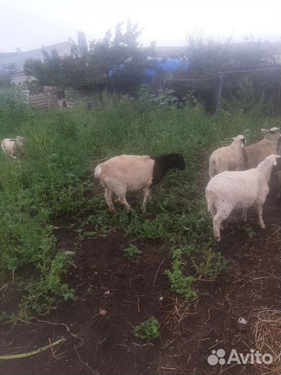 Овцы дорпер