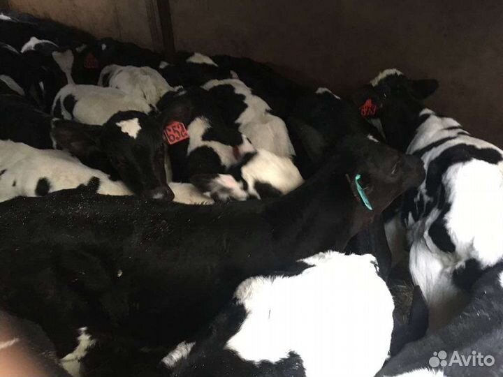 Бычки телята для откорма