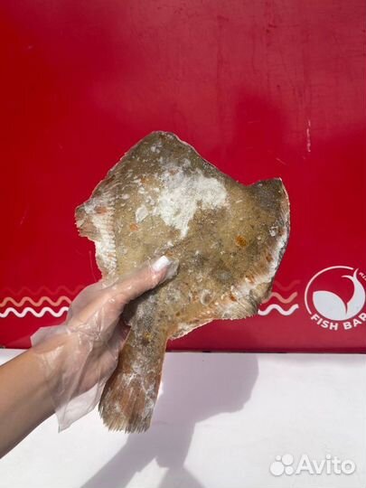 Камбала с/м