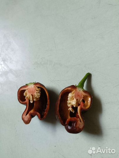 Семена перец острый чили Хабанеро шоколад