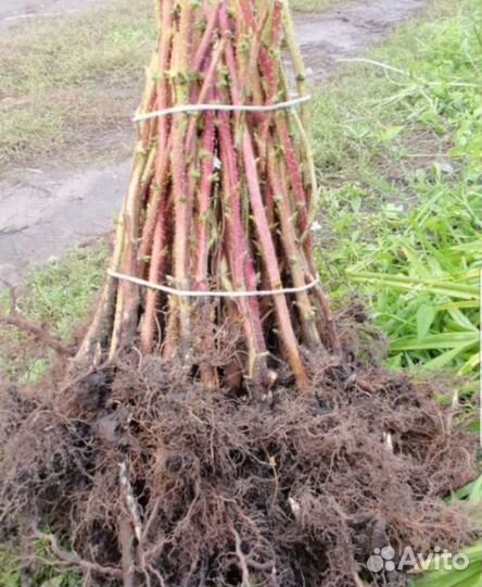 Саженцы малины